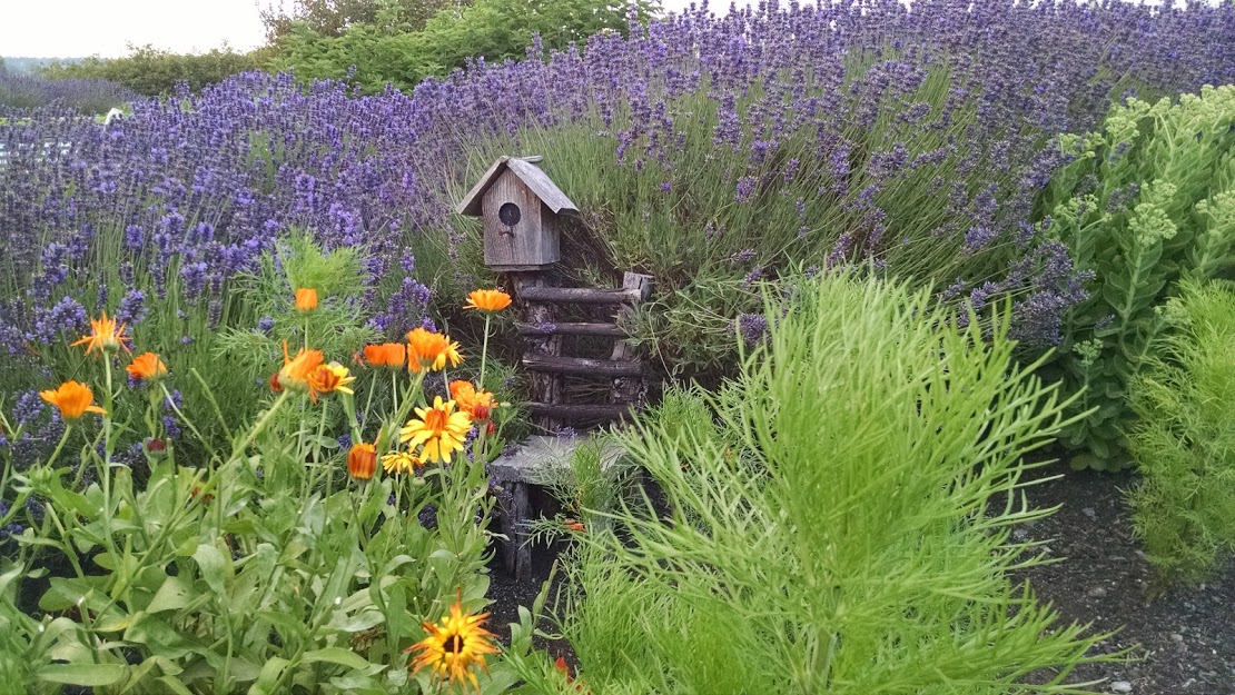 garden-lavender2