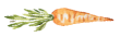 baby-carrot